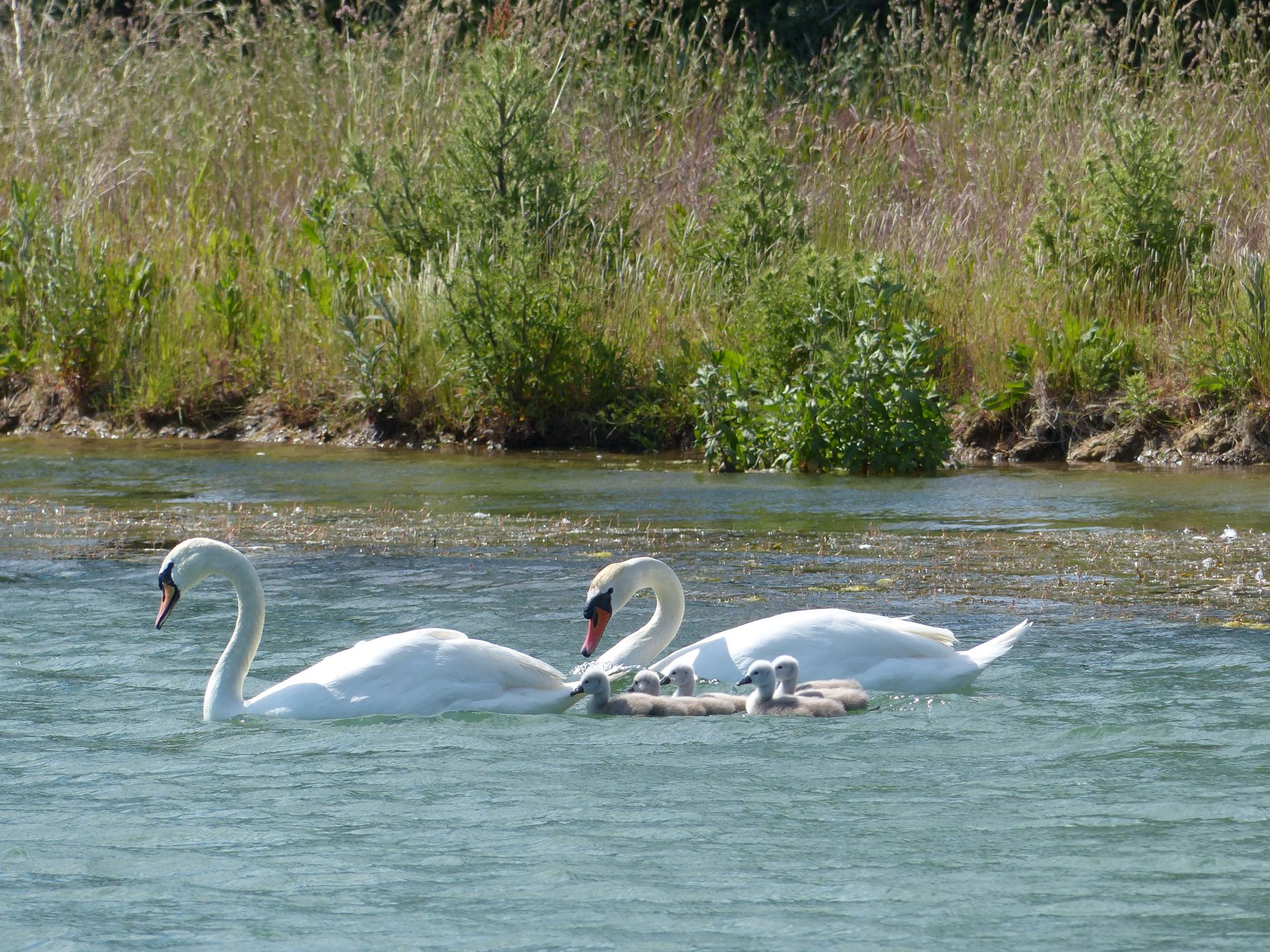 Swans on lake